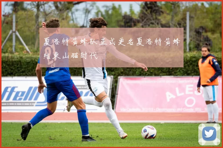 夏洛特黄蜂队正式更名夏洛特黄蜂结束山猫时代